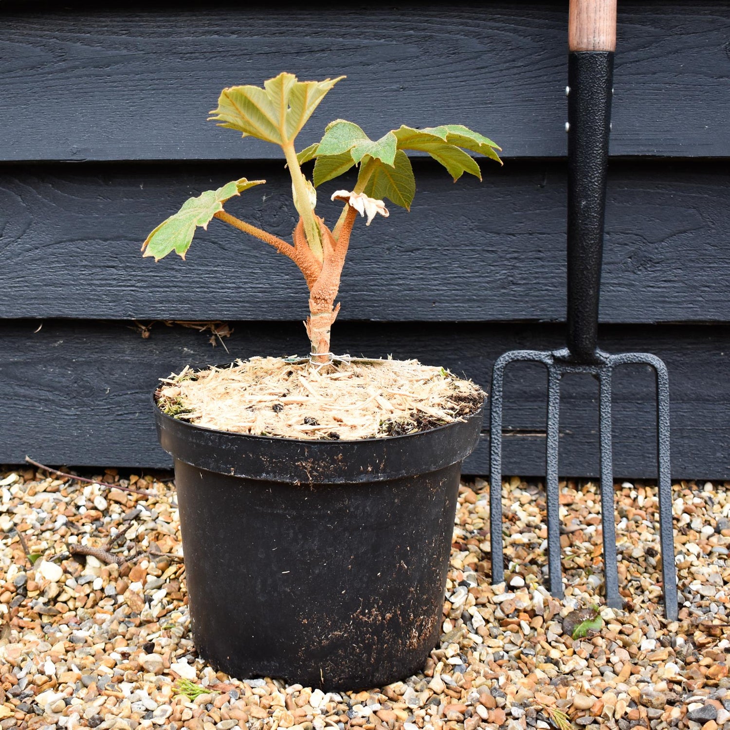 Tetrapanax papyrifera 'Rex' - Shrub - Height 60-80cm - 20lt