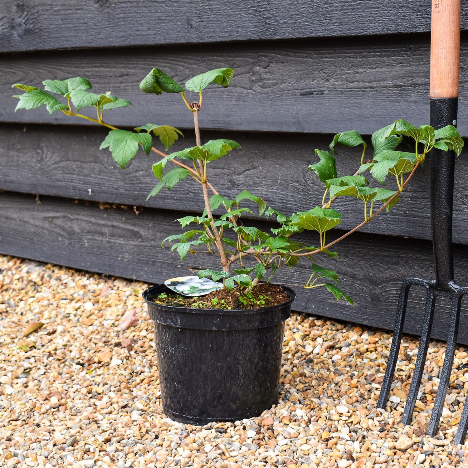 Viburnum Opulus Roseum - Height 40-60cm - 5lt