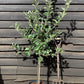 Apple tree 'Golden Delicious' | Malus Domestica - M106 - Semi-Dwarfing - 160-180cm - 10lt