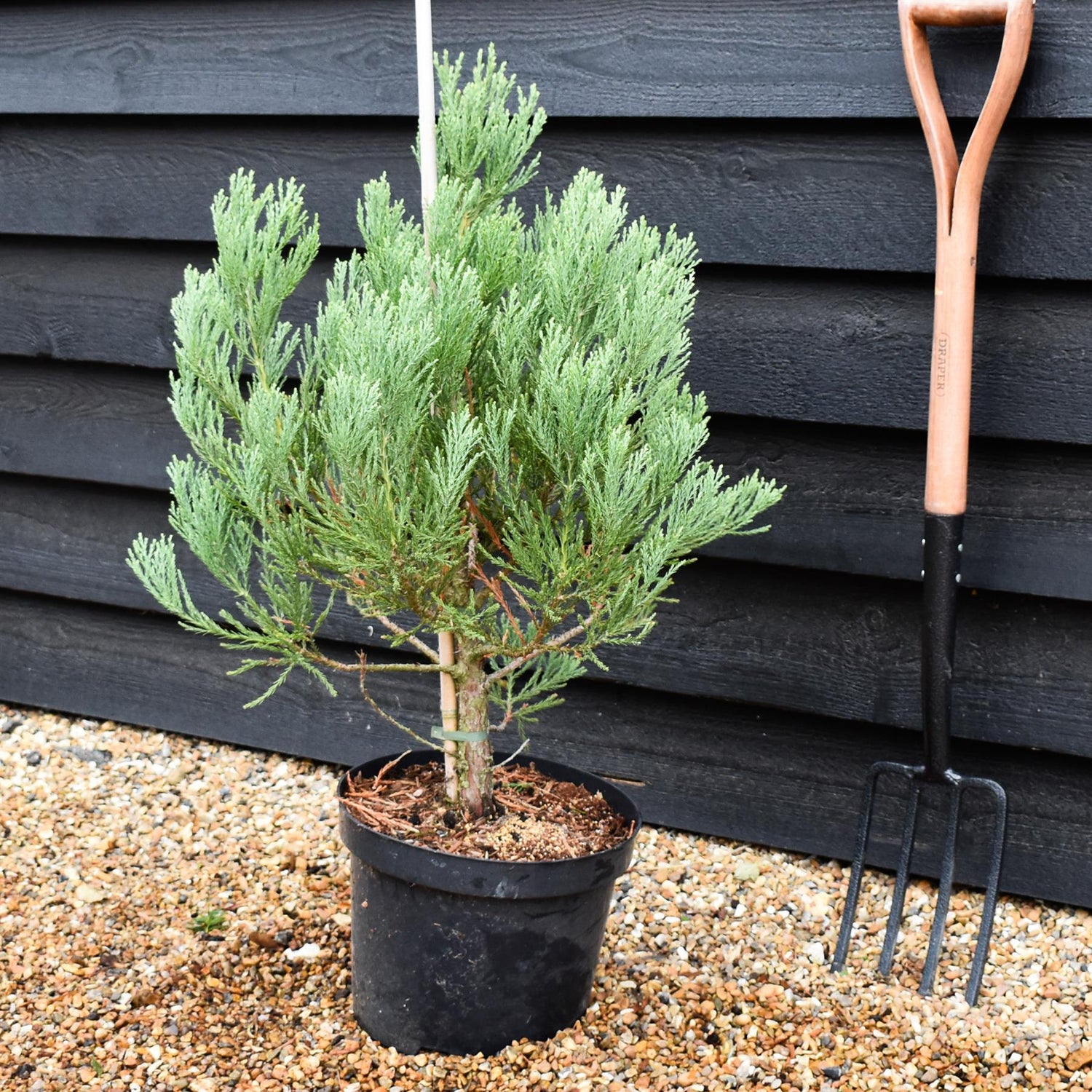 Sequoiadendron giganteum | Giant redwood - Height - 60-80cm - 10lt