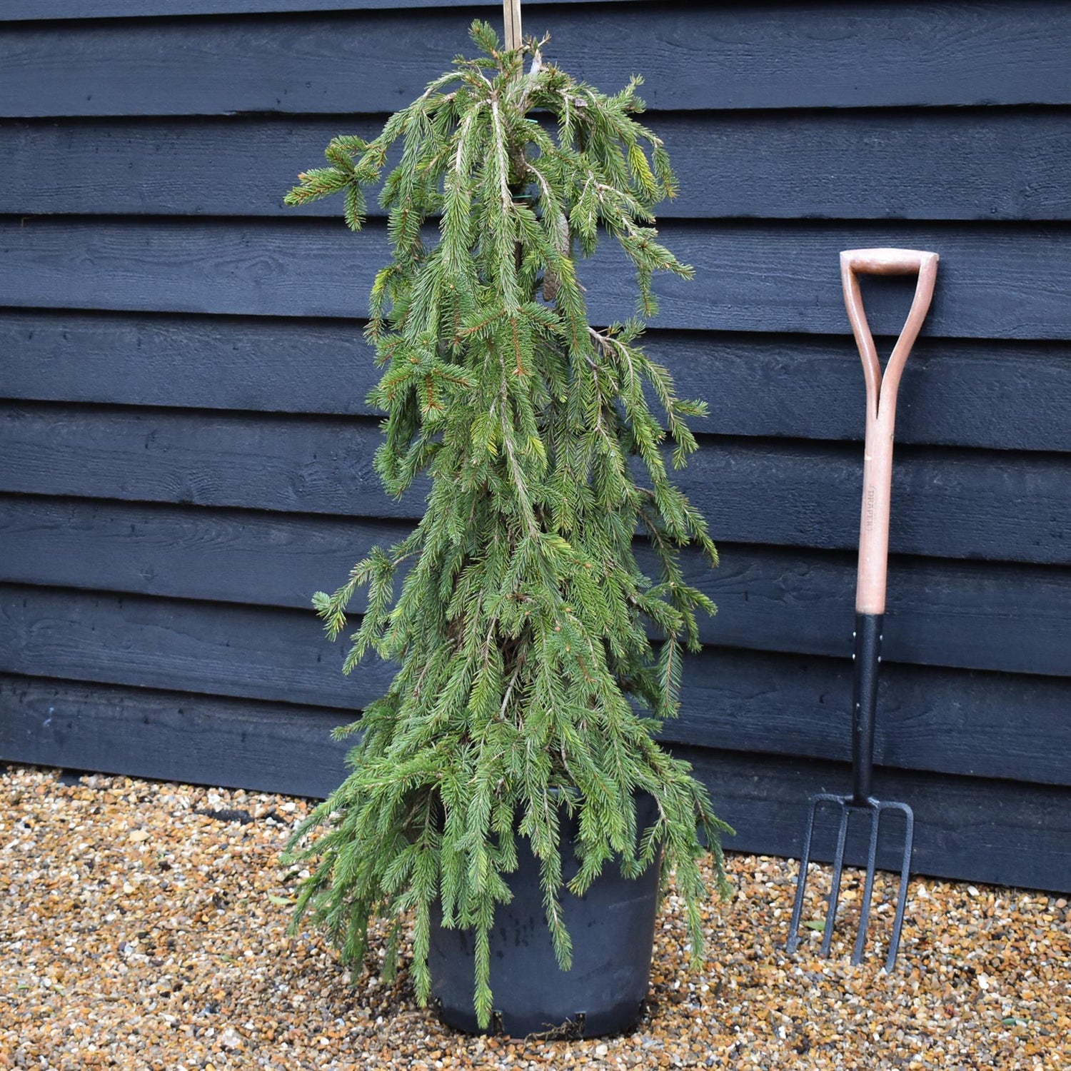 Picea abies 'Inversa' / Pendula| Norway spruce - Height 110-120cm - 35lt
