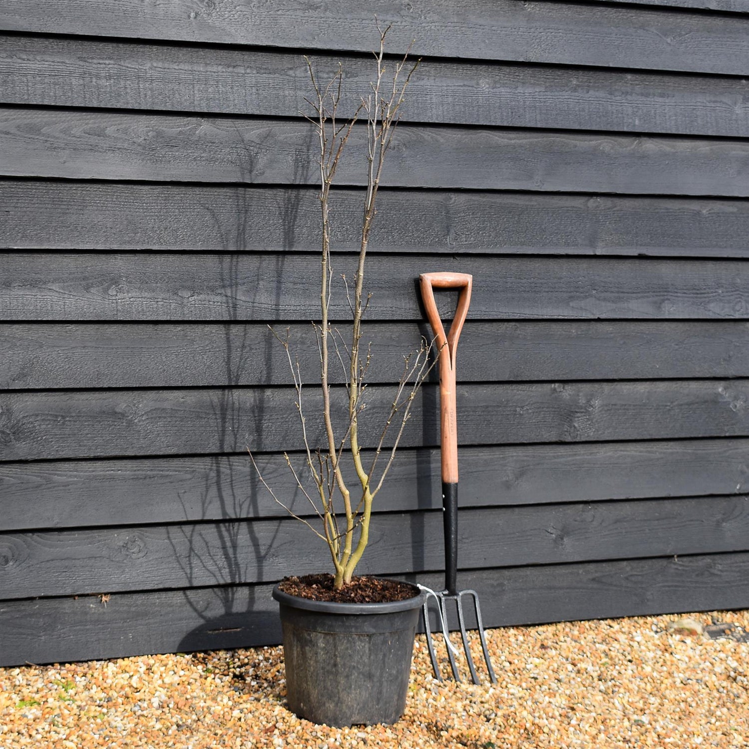 Magnolia Susan - Bushy - Height 110-150cm - 18lt