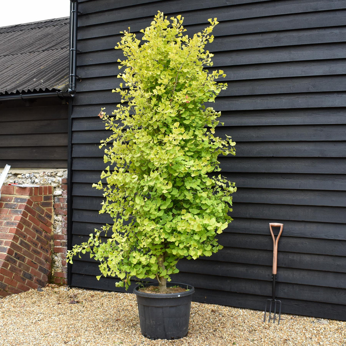 Ginkgo biloba | Maidenhair Tree - 'Fastigiata' Bushy - Height 280-300cm - 70lt