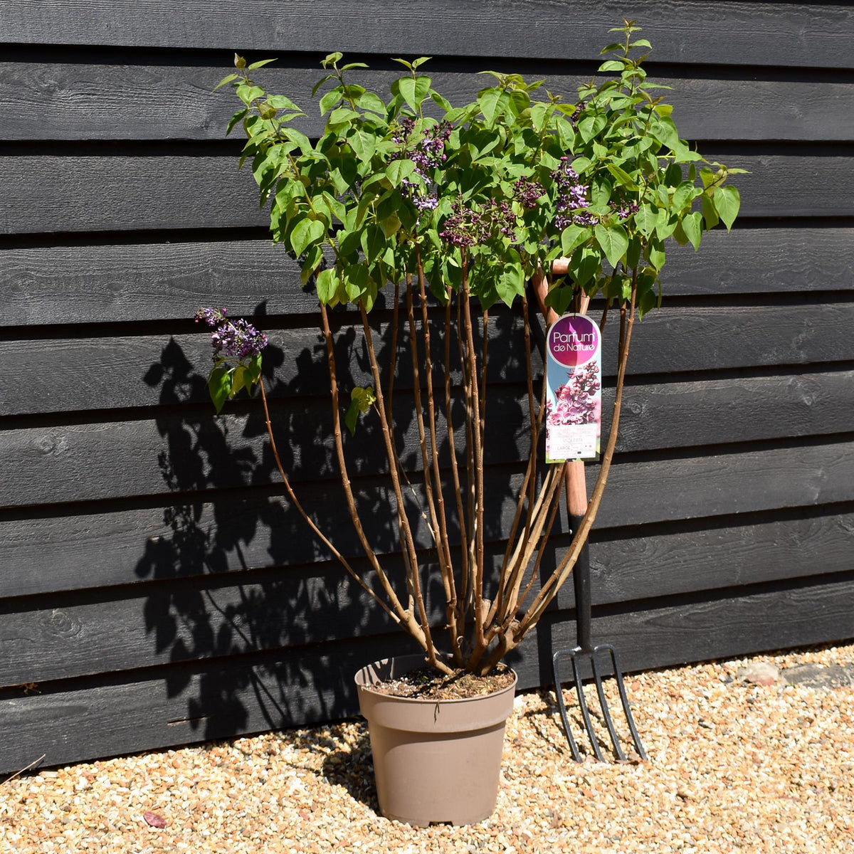 Syringa vulgaris 'Violetta' | lilac 'Violetta' - Height 80-100cm - 10lt