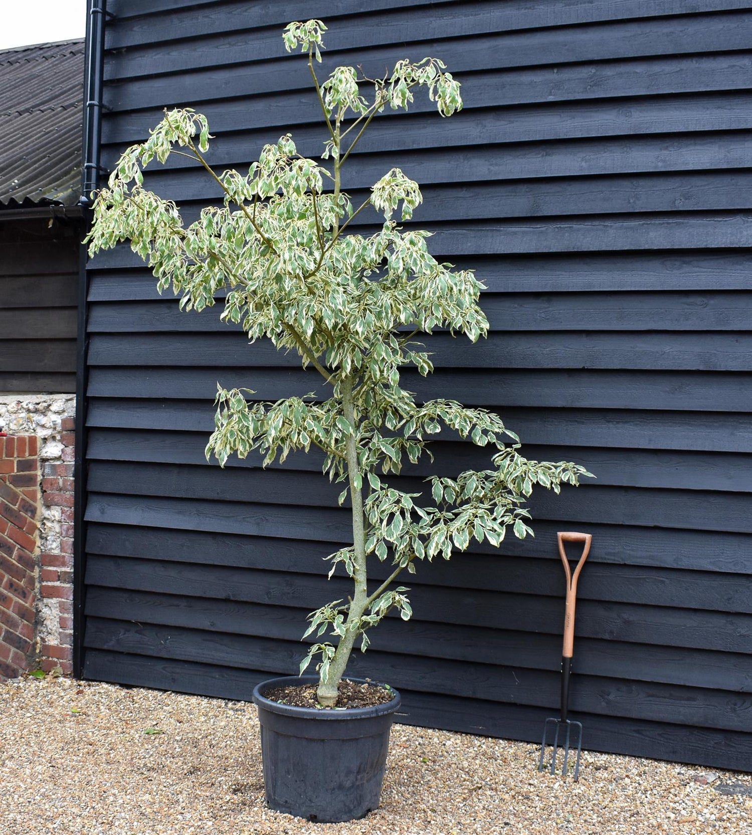 Cornus controversa 'Variegata' | Wedding Cake Tree -200-250cm, 90lt