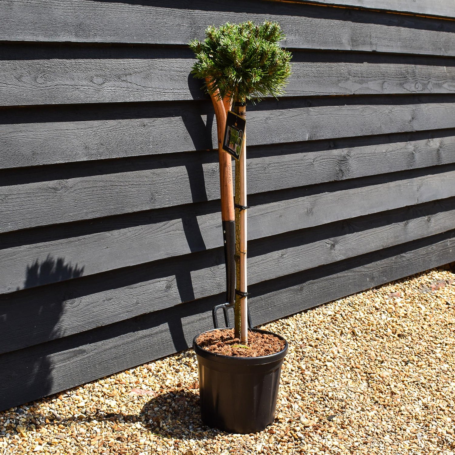 Pinus uncinata 'Wiel' - Clear Stem 60cm - Girth 6cm - Height 80-90cm - 8lt