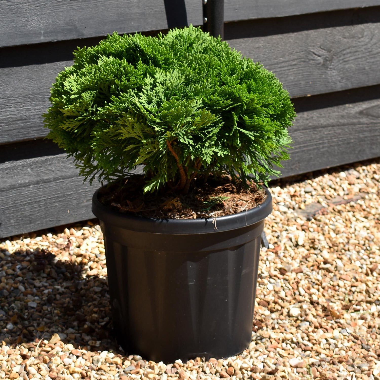 Thuja occidentalis Danica | White Cedar 'Danica' - Height 20cm - Width 30cm - 7.5lt