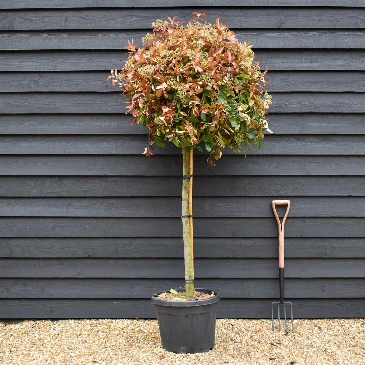 Photinia Red Robin | Christmas berry 'Red Robin' - Half Standard - Clear Stem 90-100cm - Height 170-180cm - 45lt
