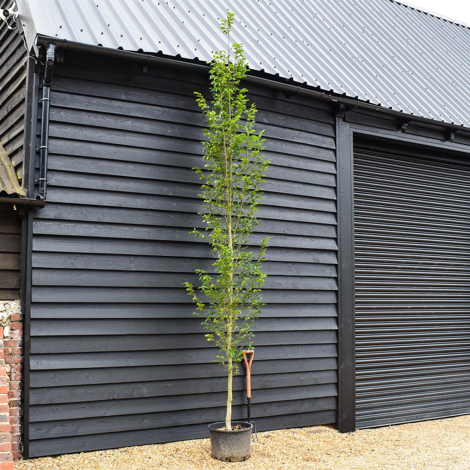 Hornebean Fastigata | - Feathered - Height 300-350cm - Girth 10-12cm - 40lt