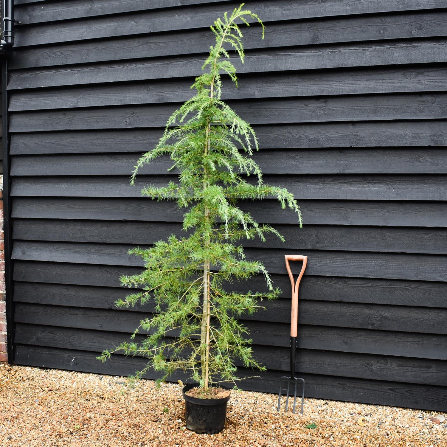 Cedrus deodara | Himalayan Cedar - 220-250cm, 70lt