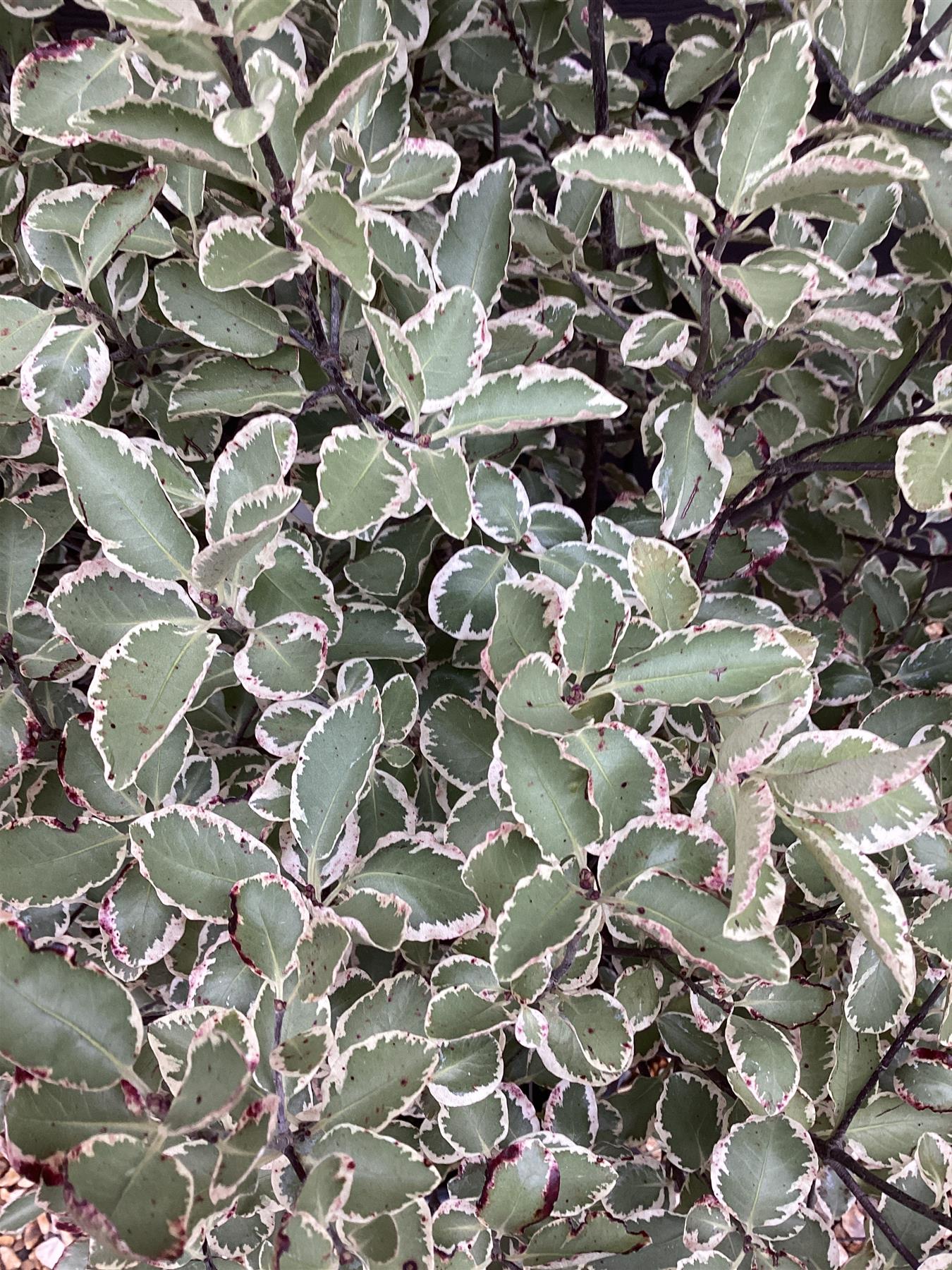 Pittosporum 'Garnettii' - 40-60cm, 10lt
