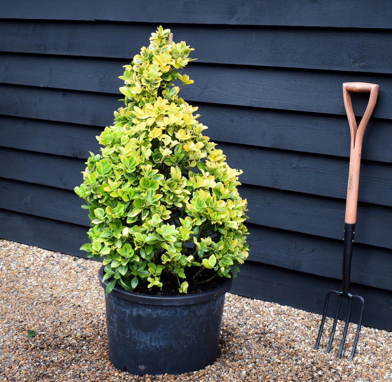 Euonymus japonicus 'Aureus' | Spindle - Cone - 90-100cm - 40lt