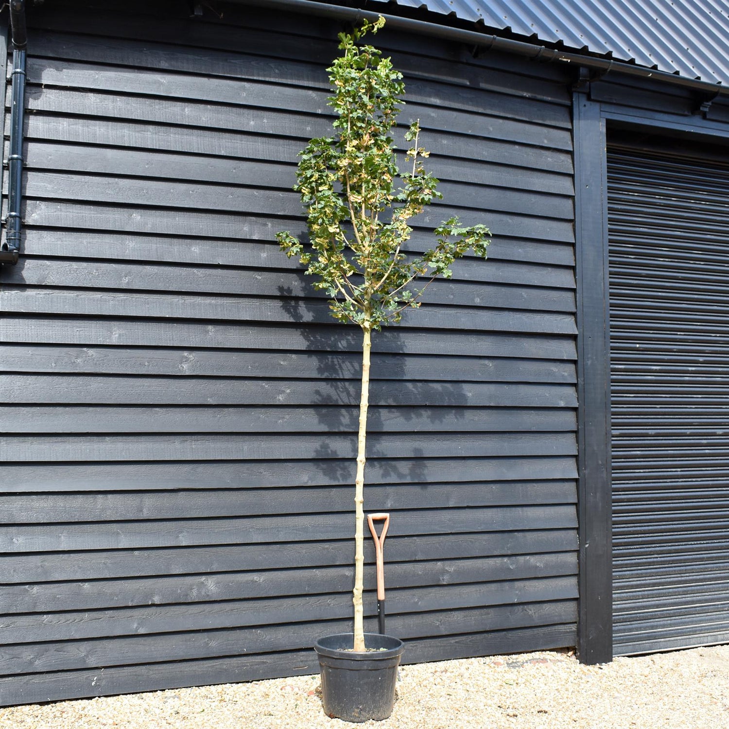 Upright Field maple | Acer campestre 'Fastigiatum' - Clear Stem - Height 250-300cm - Girth 6-8cm - 45lt