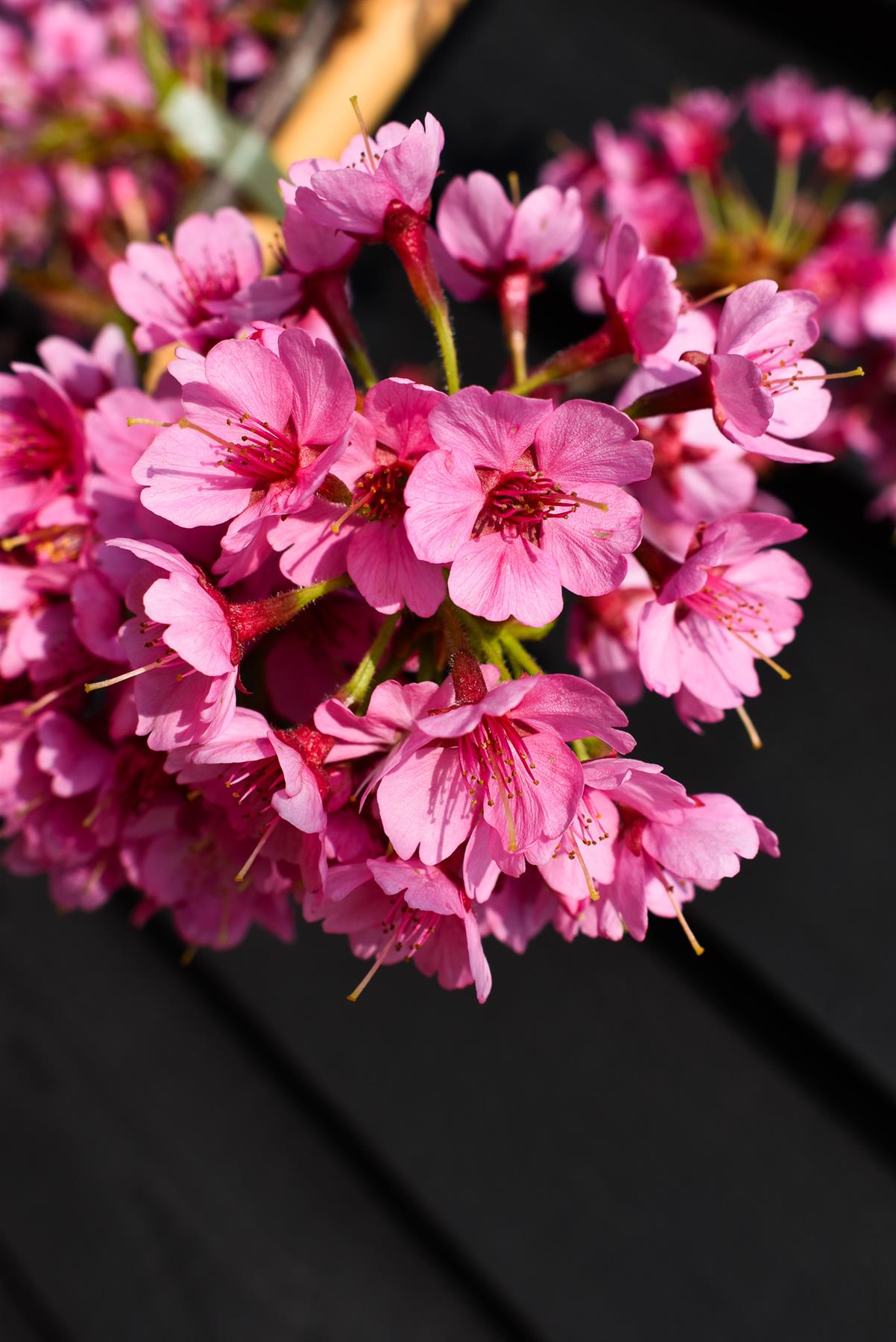 Cherry Blossom | Prunus Kursar - Height 130-180cm - 12lt – Arundel