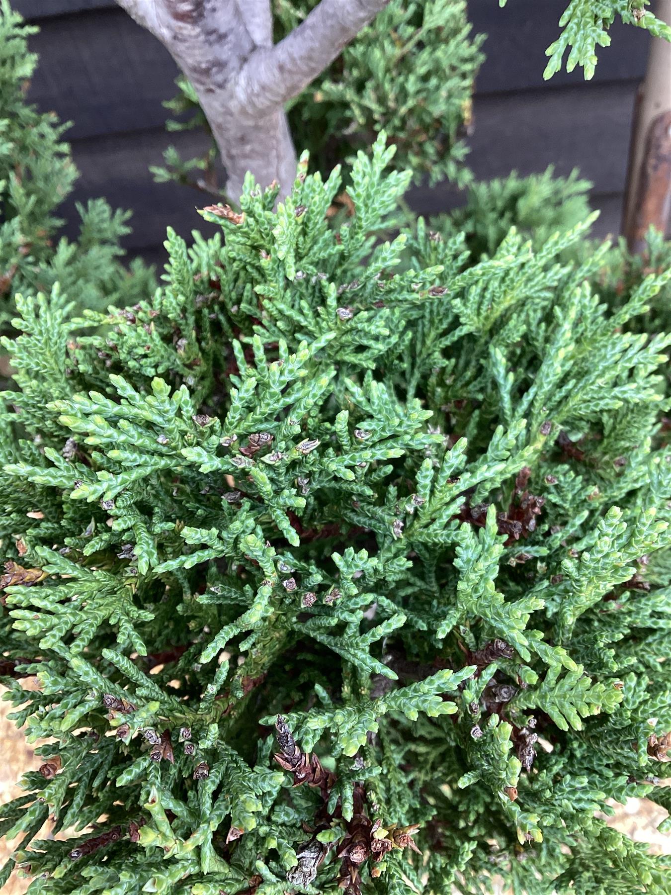 Cupressocyparis 'Castlewellan Gold' - PonPon - 20lt