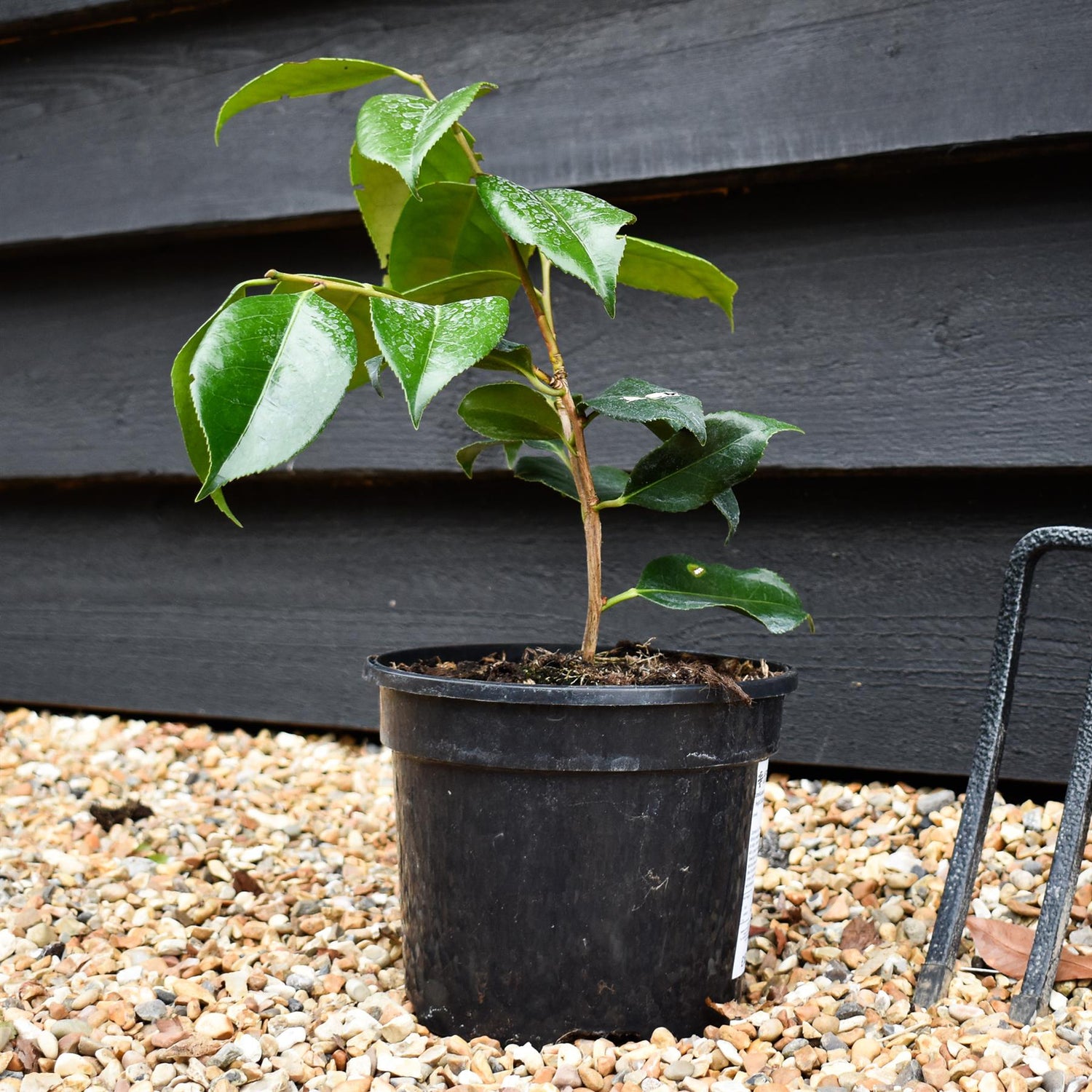 Camellia japonica 'R.L. Wheeler ' - Height 25-30cm - Bushy - 3lt
