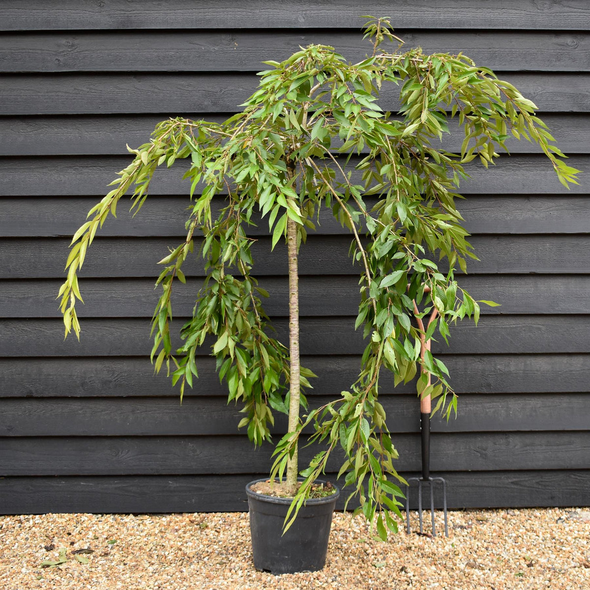 Prunus subhirtella Pendula Rosea 1/2 Standard | Single Pink Weeping Cherry - Clear Stem - Height 120-140cm - 18lt