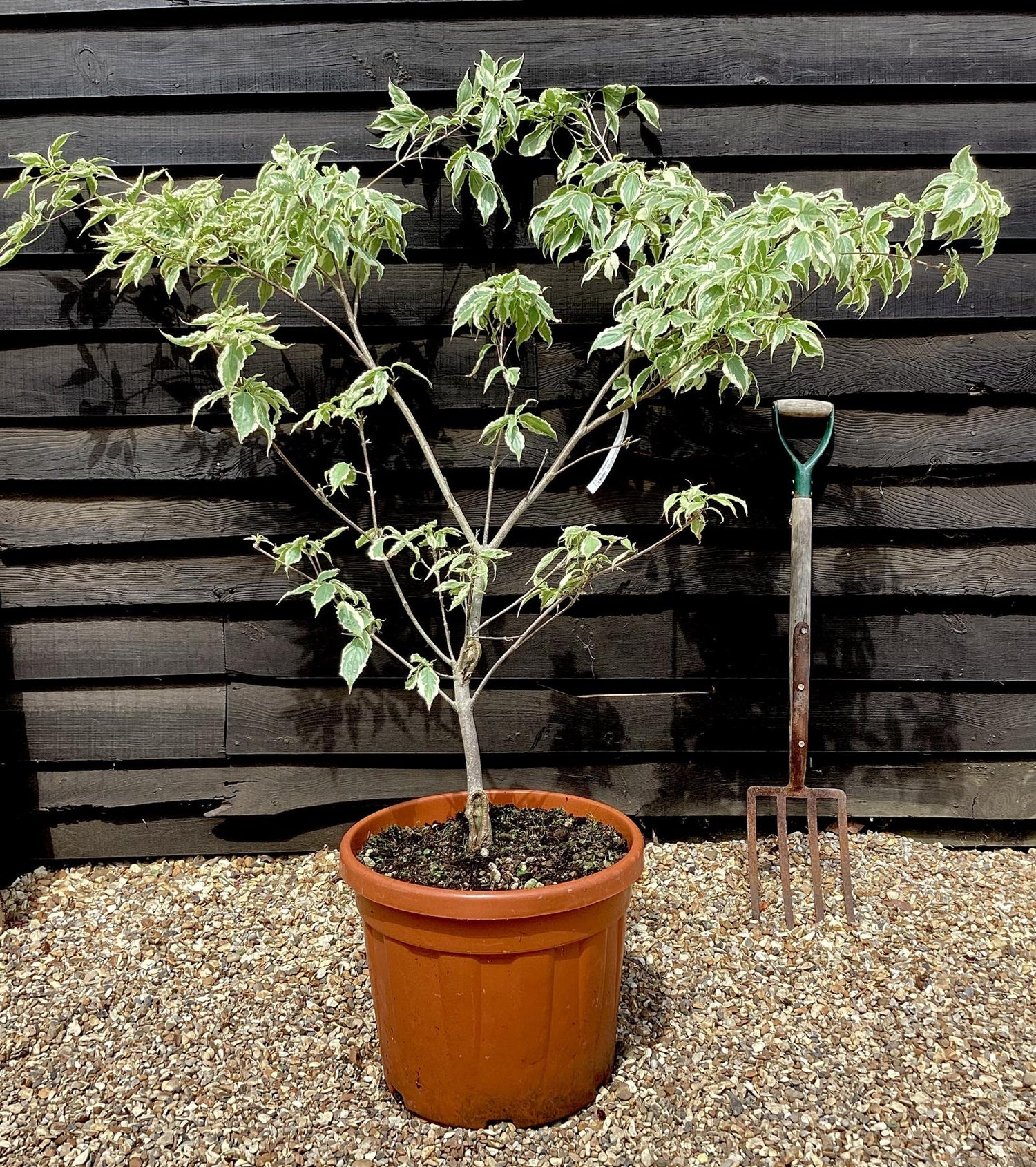 Cornus Samaritan Kousa - 90-110cm, 30lt