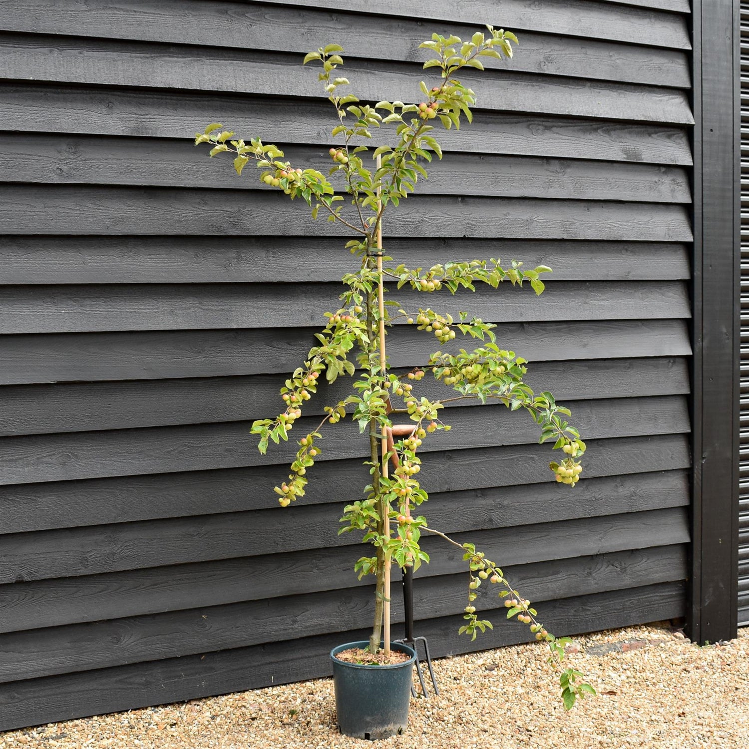 Crab apple | Malus 'Butterball'  - 160-200cm - 12lt