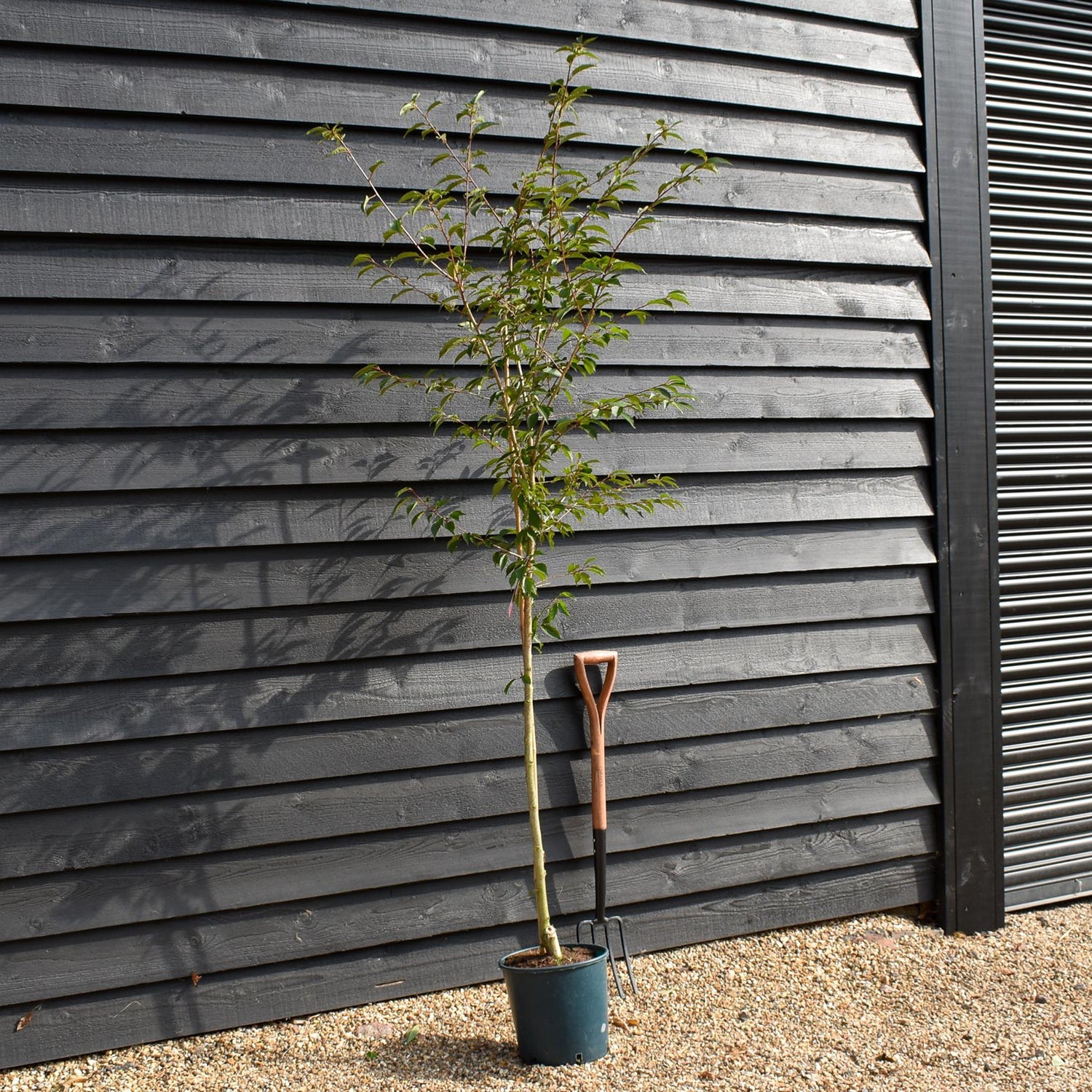 Cherry 'Okame' | Prunus 'Okame'  180-220cm - 12lt