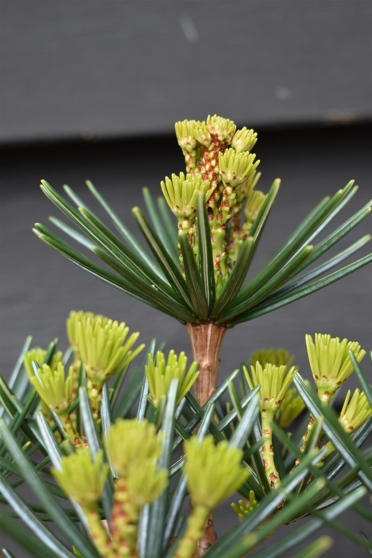 Sciadopitys Verticillata 'Green Diamond' | Japanese umbrella tree - Height 30cm - Width 25cm - 3lt