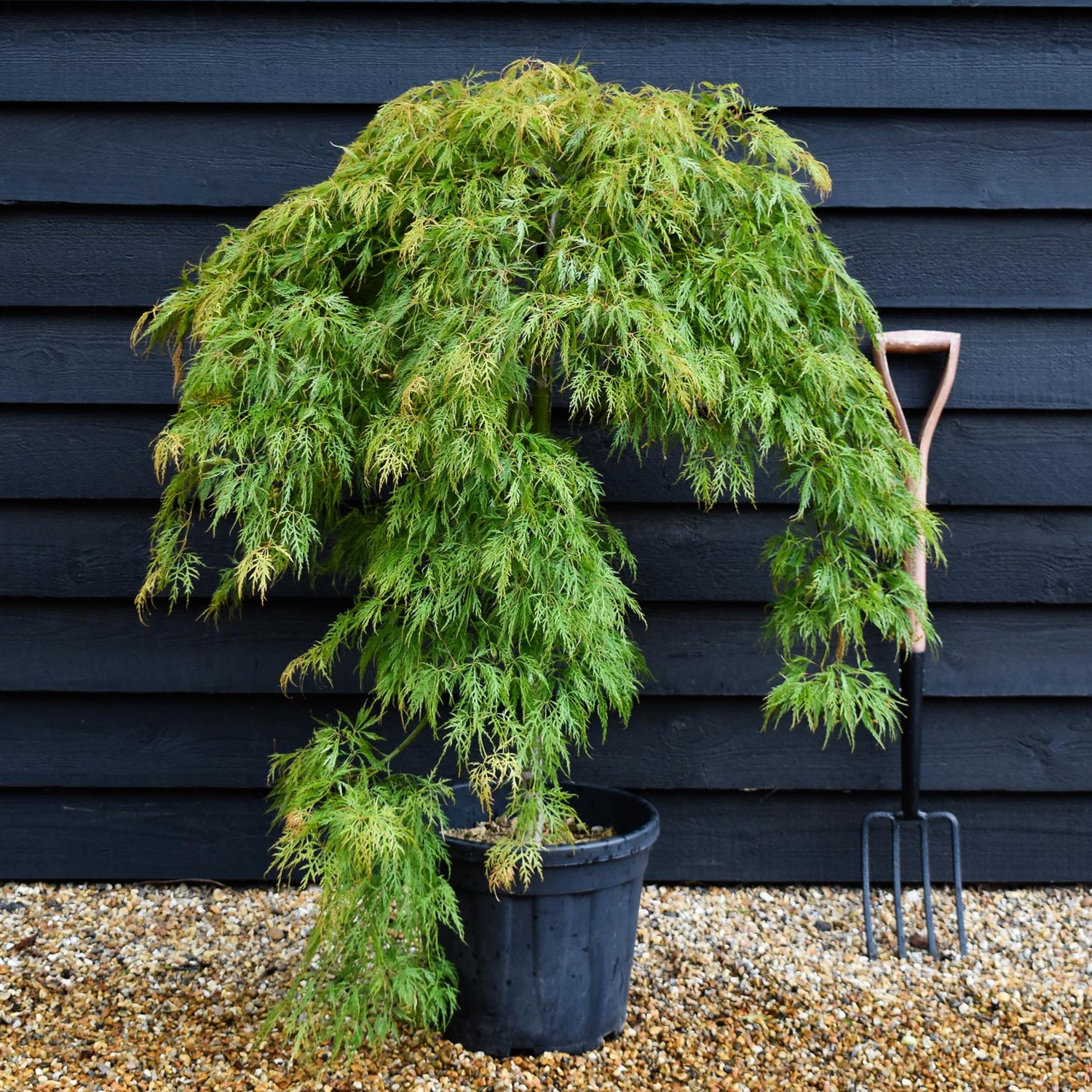 Acer palmatum dissectum 'Virdis' | laceleaf Japanese maple - Clear Stem 75-85cm - Height 100-120cm - 25lt
