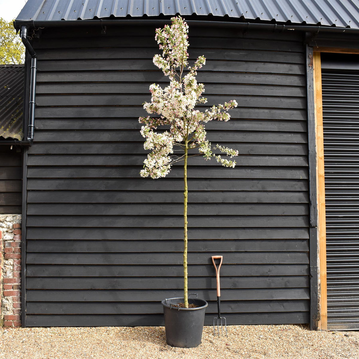 Malus 'Evereste' - Clear Stem - Standard - Girth 8-10cm - Height 320-340cm - 70lt
