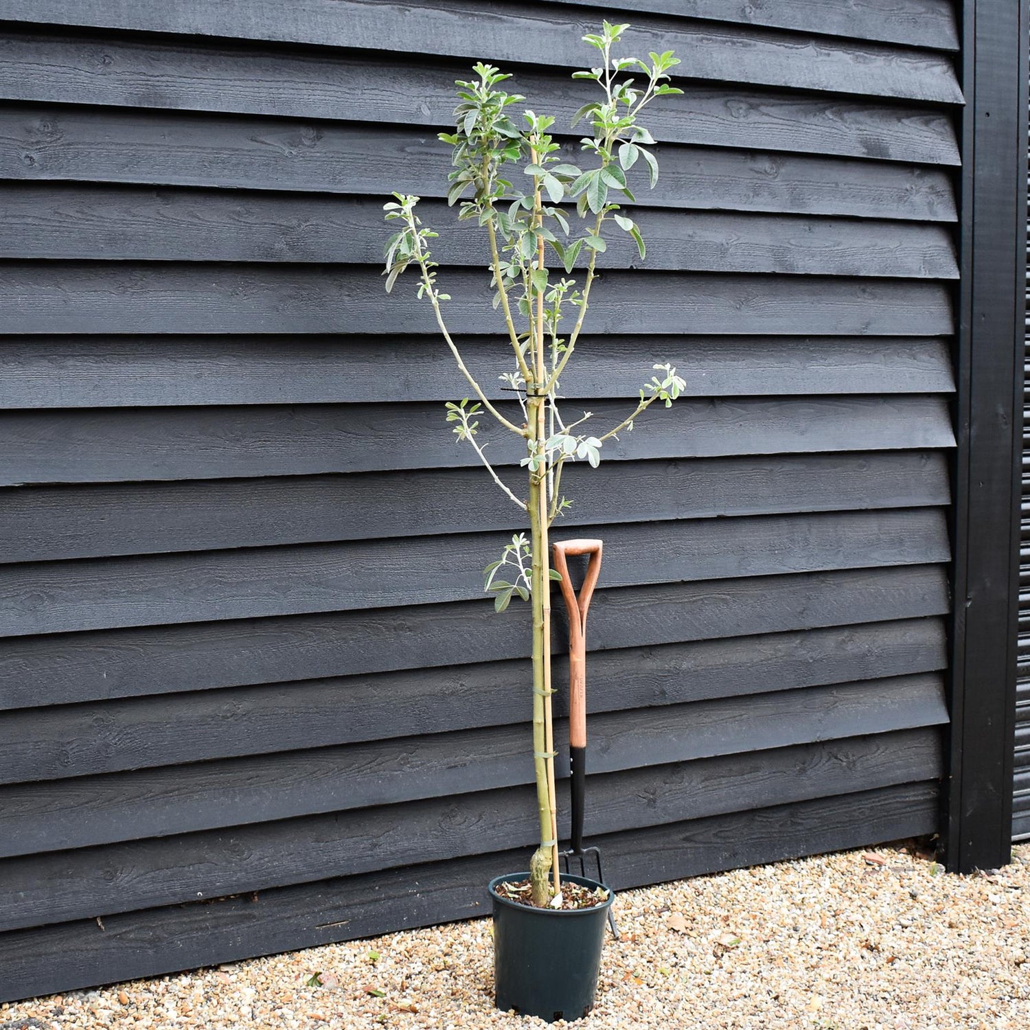 Cytisus battandieri | Moroccan Broom - Height 190-200cm - 12lt