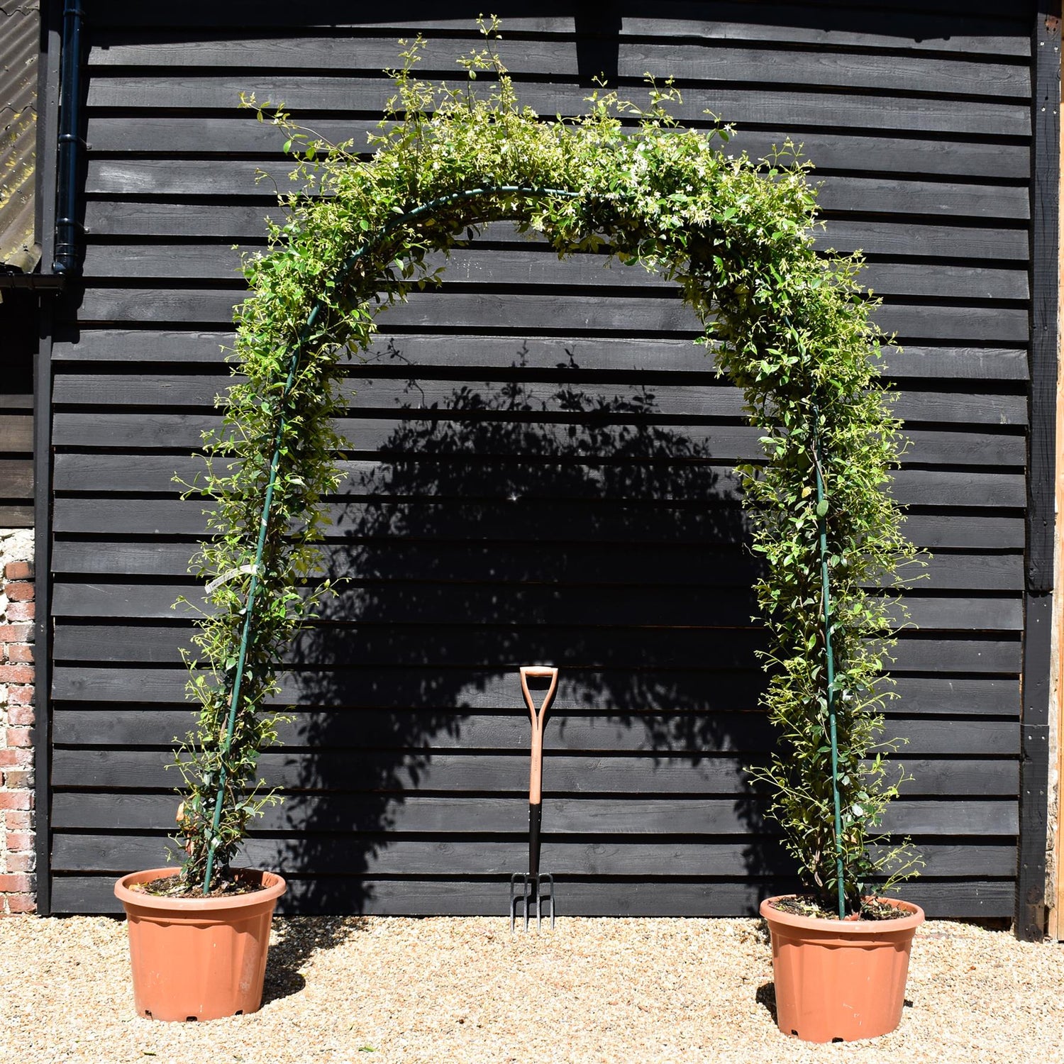 Star Jasmine | Trachelospermum jasminoides - Arch - Height 220cm-70lt