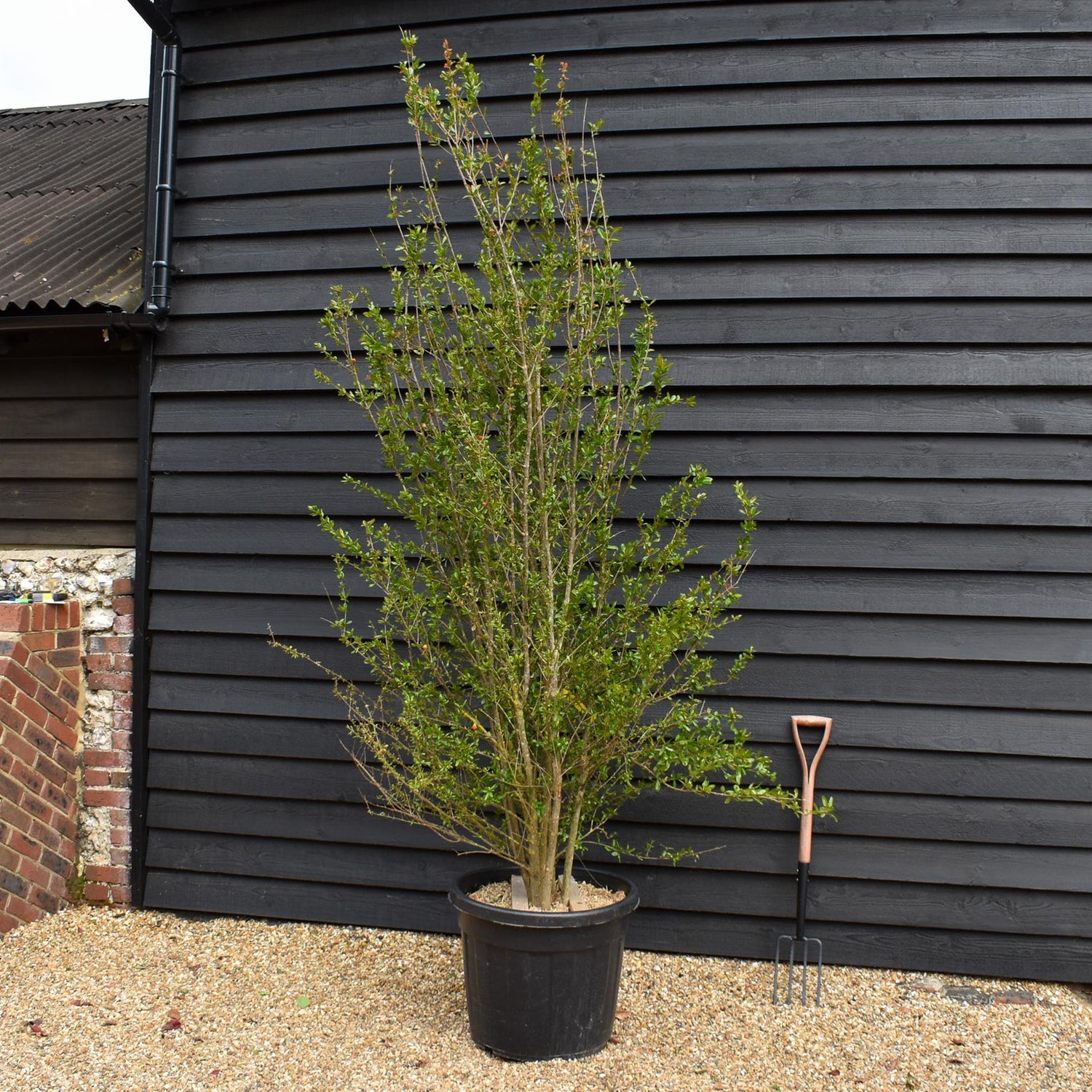 Punica granatum - Pomegranate - Shrub - Height 90-130cm - 90lt