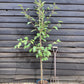 Prunus Jacqueline | Flowering Cherry - 180-220cm - 12lt
