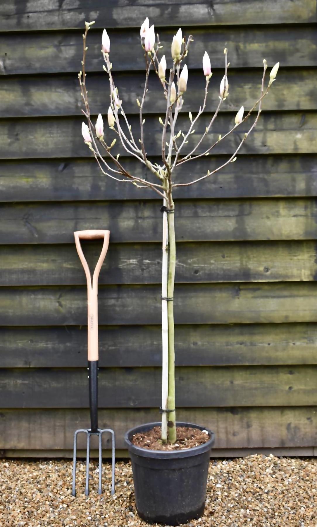 Magnolia Soulangeanan | Saucer Magnolia 1/2 Std Clear Stem - 135-180cm, 15lt