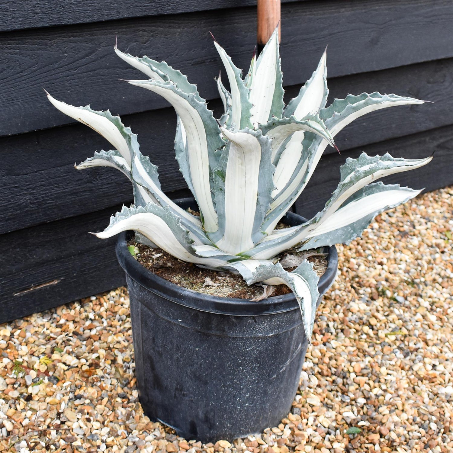 Agave Spectabilis Mediospicta Alba | Century Plant Mediospicta Alba - Height 40-50cm - 15lt