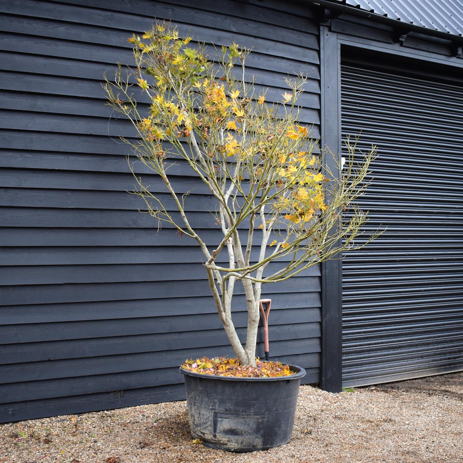Acer palmatum 'Kogane Nishiki' | Japanese maple Golden Brocade - Specimen Tree - Height 300-320cm - 280lt