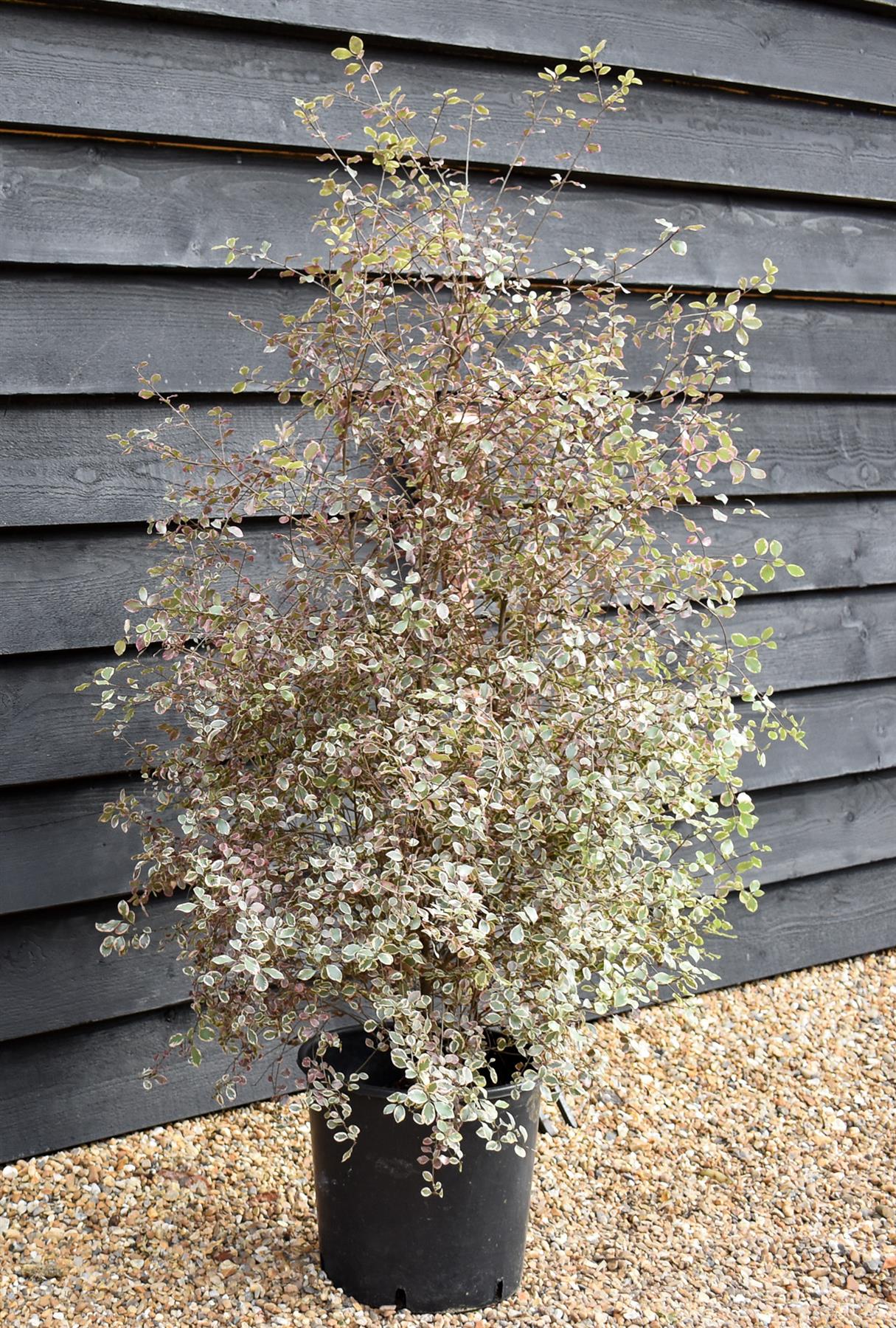Pittosporum 'Silver Magic' - Height 110-120cm -12lt