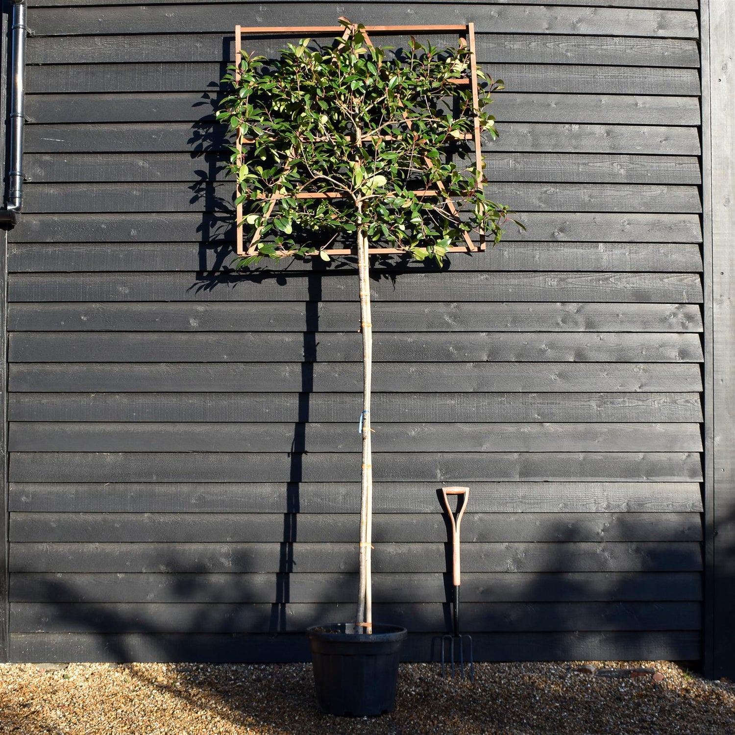 Photinia x fraseri 'Red Robin' - Pleached/Espalier 120cm-120cm - Clear Stem - 180cm - Height 300cm - Girth 8-10cm - 45lt