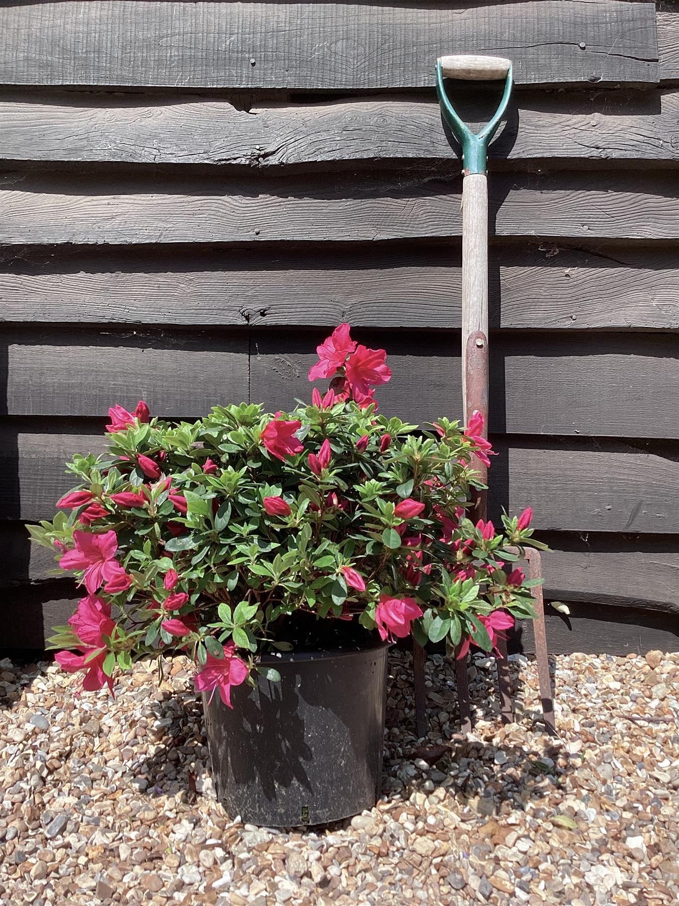 Azalea Japonica Purple Splendor| Rhododendron Purple Splendor - 50-60cm - 7lt