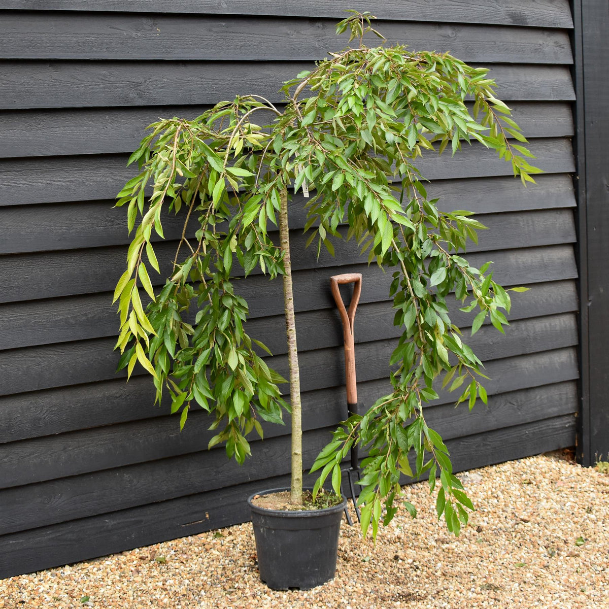 Prunus subhirtella Pendula Rosea 1/2 Standard | Single Pink Weeping Cherry - Clear Stem - Height 120-140cm - 18lt