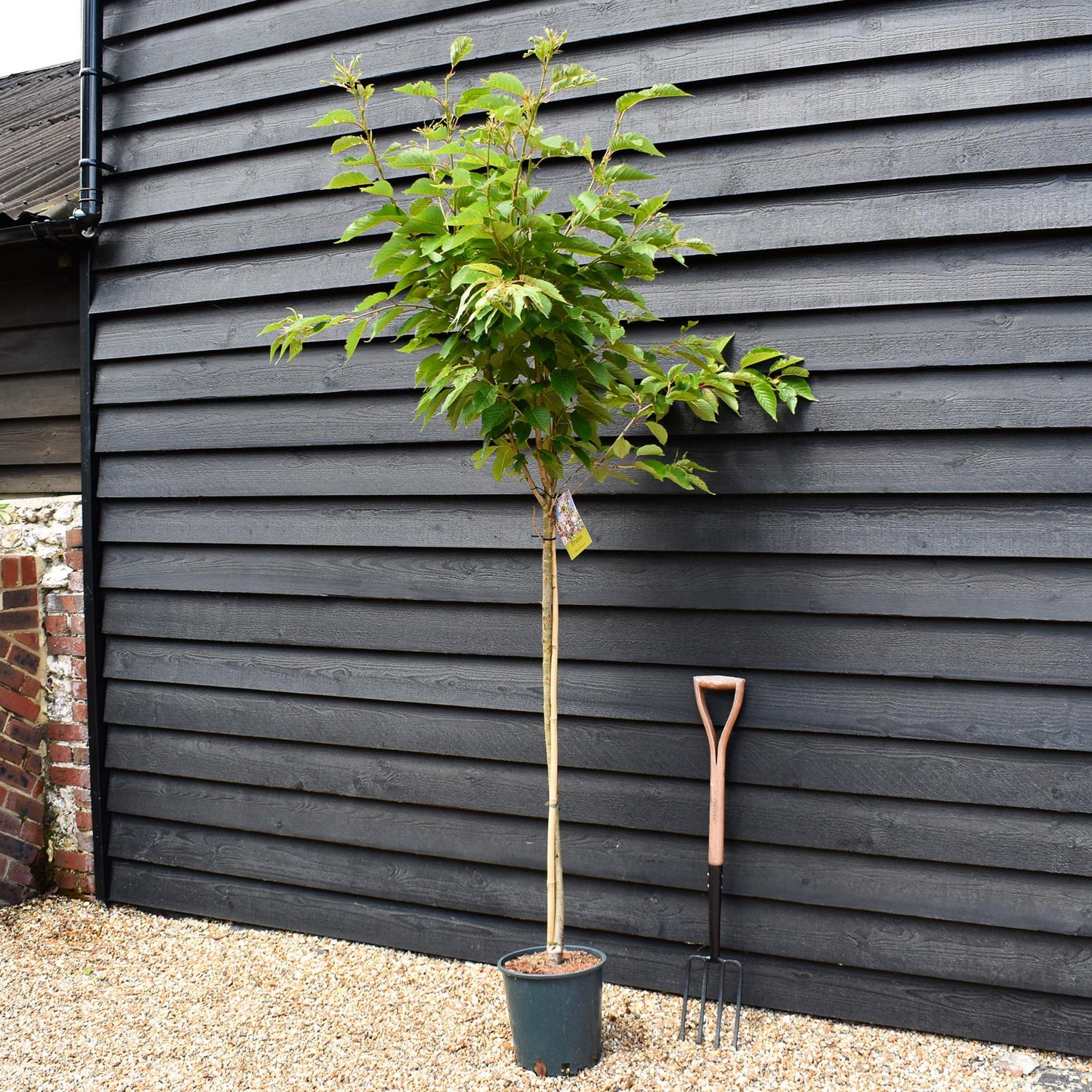 Prunus Pink Perfection | Flowering Cherry 'Pink Perfection' - 200-250cm, 10lt