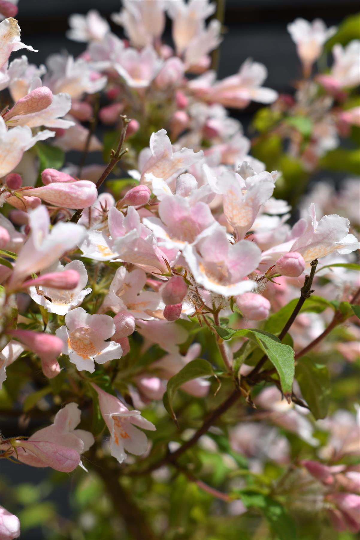 Kolkwitzia amabillis Pink Cloud | Beauty bush 'Pink Cloud' - 120-150cm, 30lt