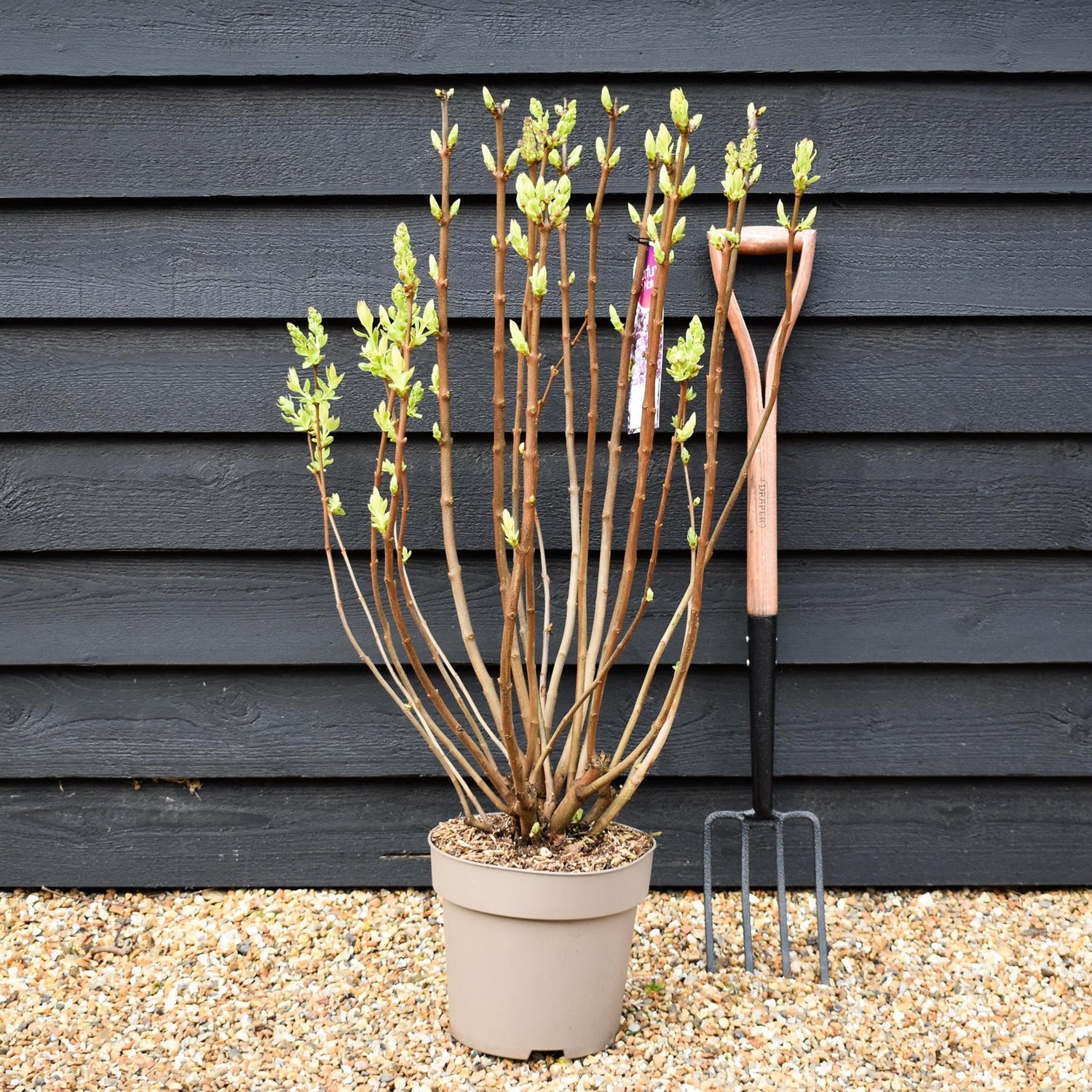 Lilac 'Madame Antoine Buchner' | Syringa vulgaris - Height 80-100cm - 10lt
