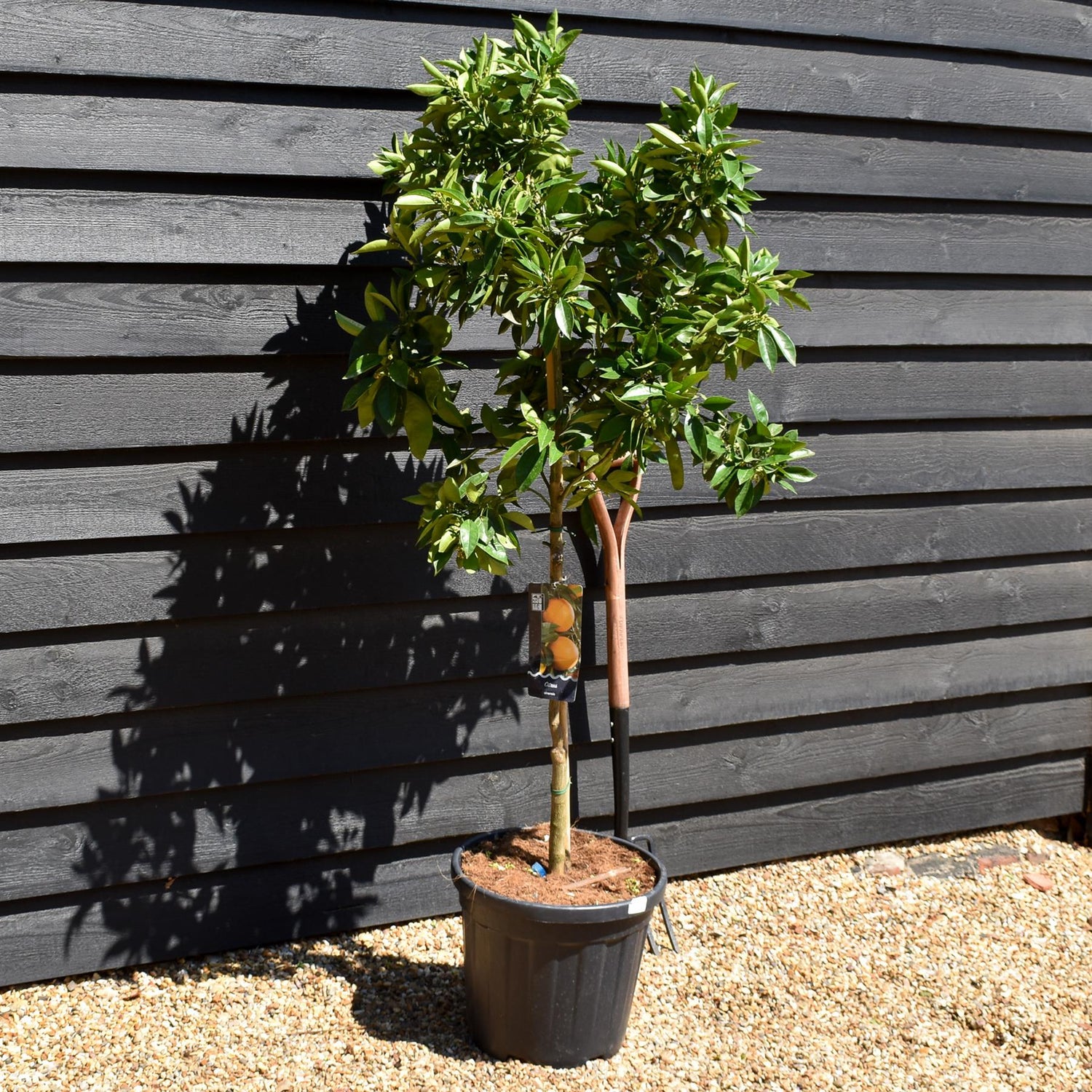 Sweet Orange Tree |  Citrus sinensis 'Naranjo' - Tree - Clear Stem 30-60cm - Height 110-140cm - 25lt
