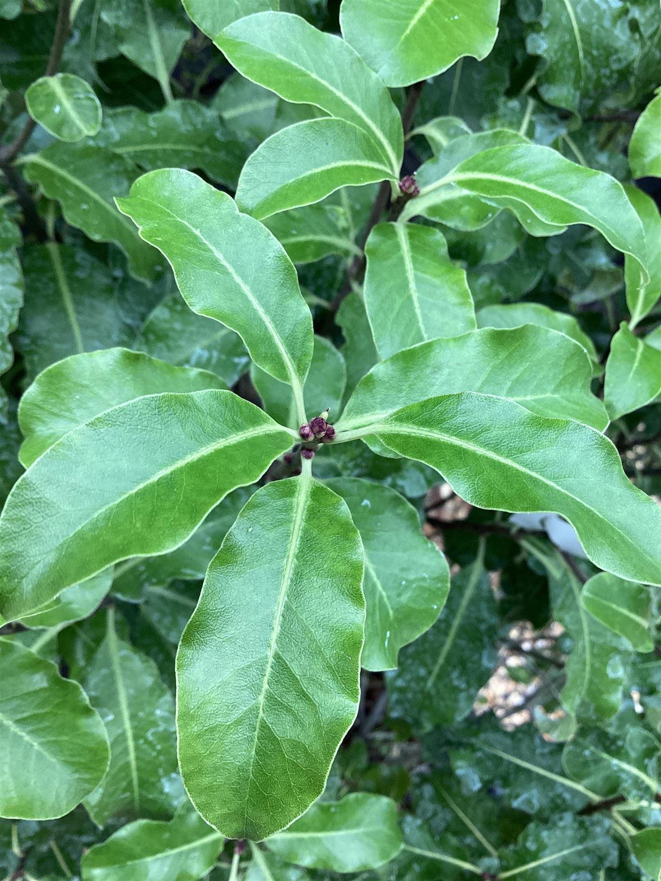 Pittosporum Gold King - 110-140cm, 20lt