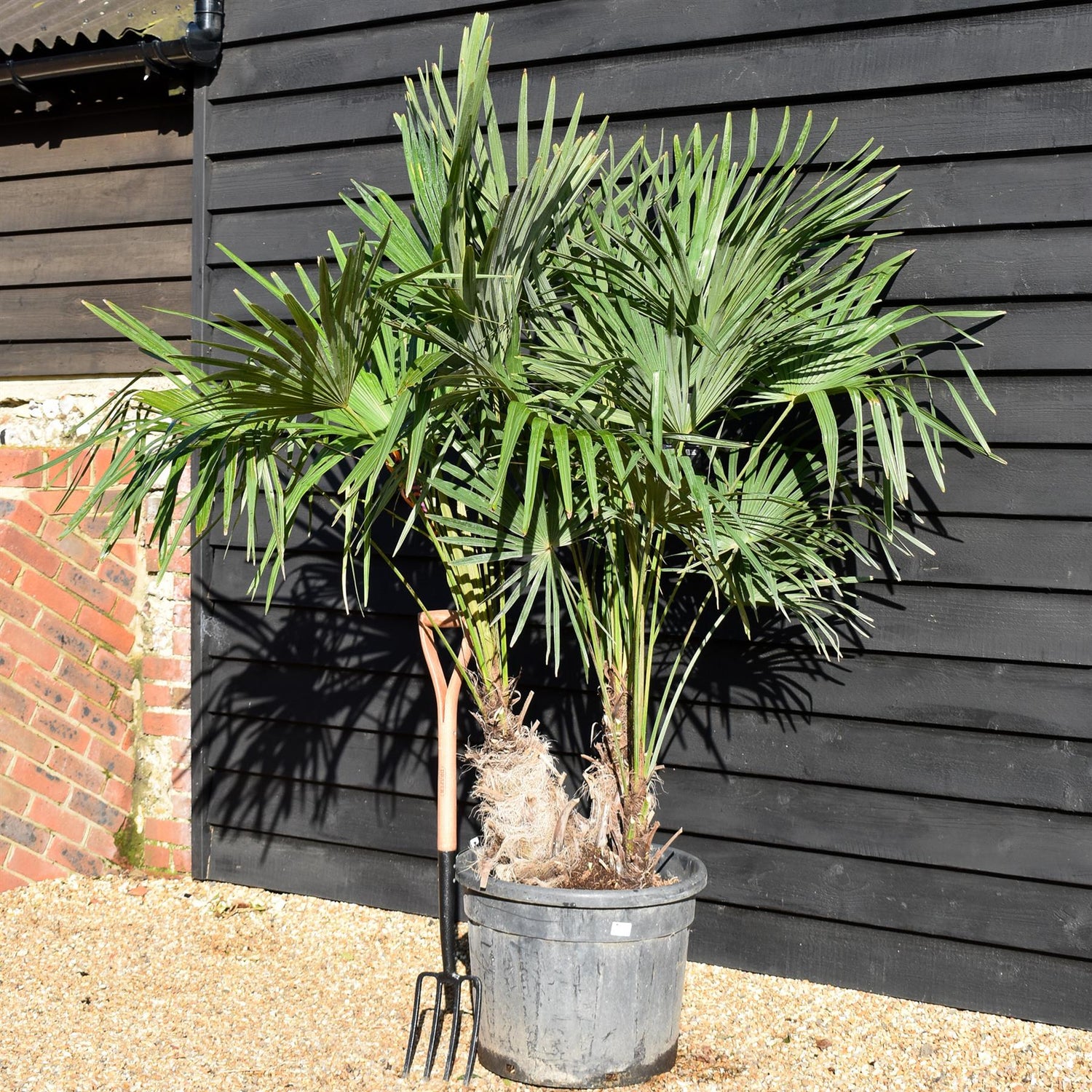 Trachycarpus fortunei - MultiStem - Height 180-190cm - 55lt