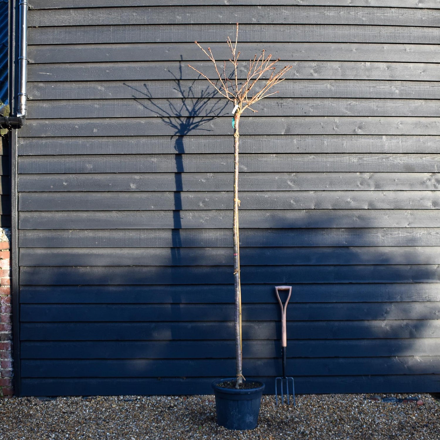 Prunus serrulata 'Kiku-Shidare' - Standard - Clear Stem 200-210cm - Height 250-260cm - Girth 10-12cm - 30lt