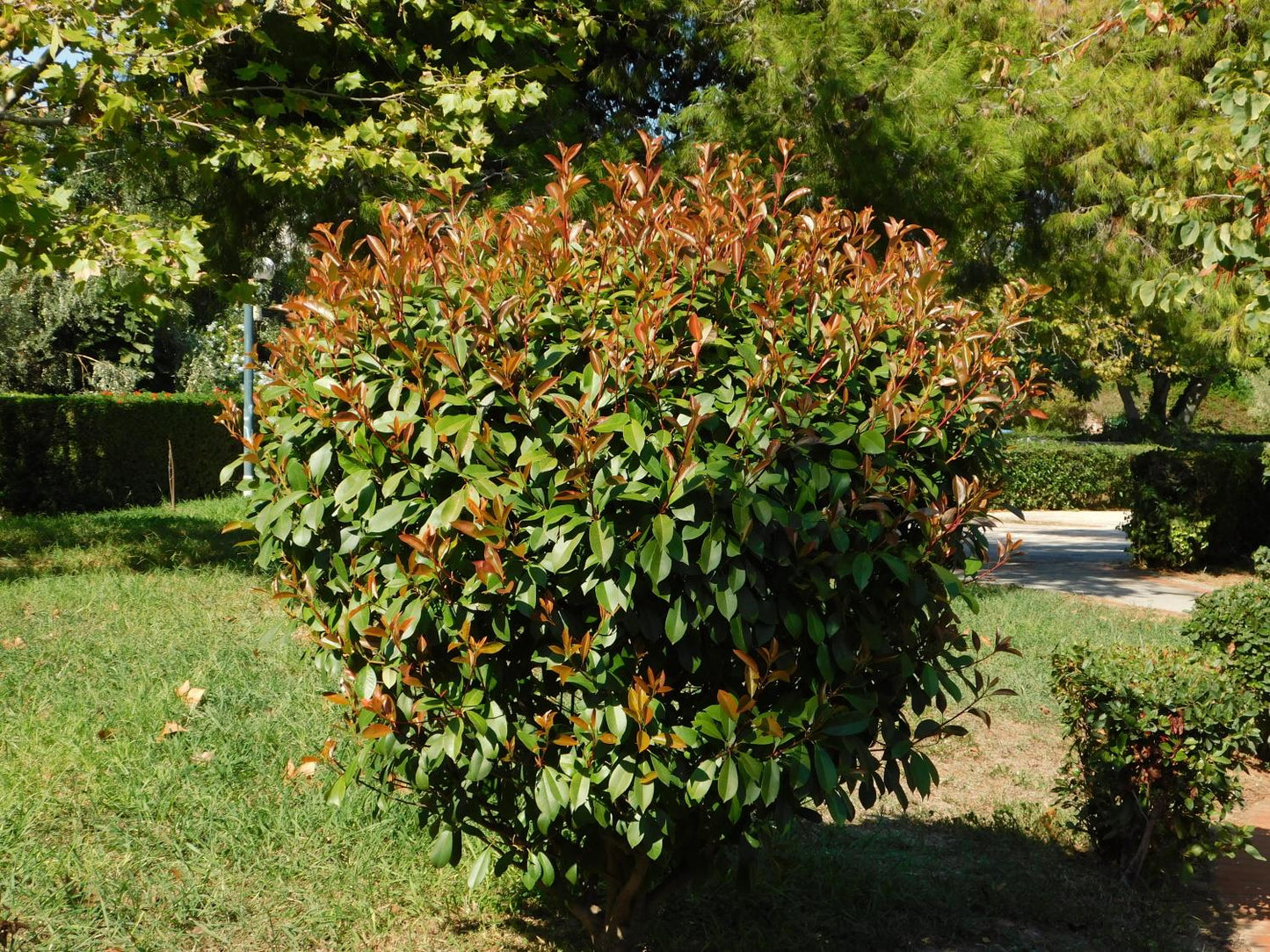 Photinia Red Robin - Compacta - Cone - 180cm, 35lt