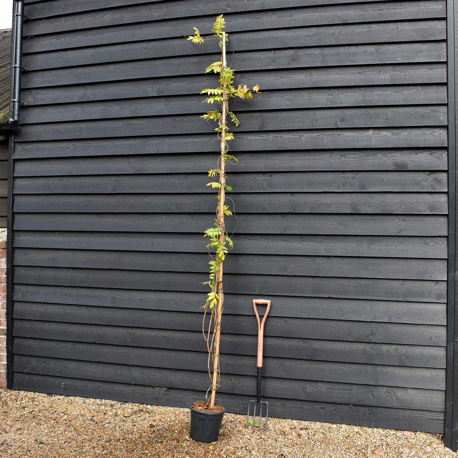 Wisteria Floribunda  'Black Dragon' - Cane - Height 180-200cm - 9lt