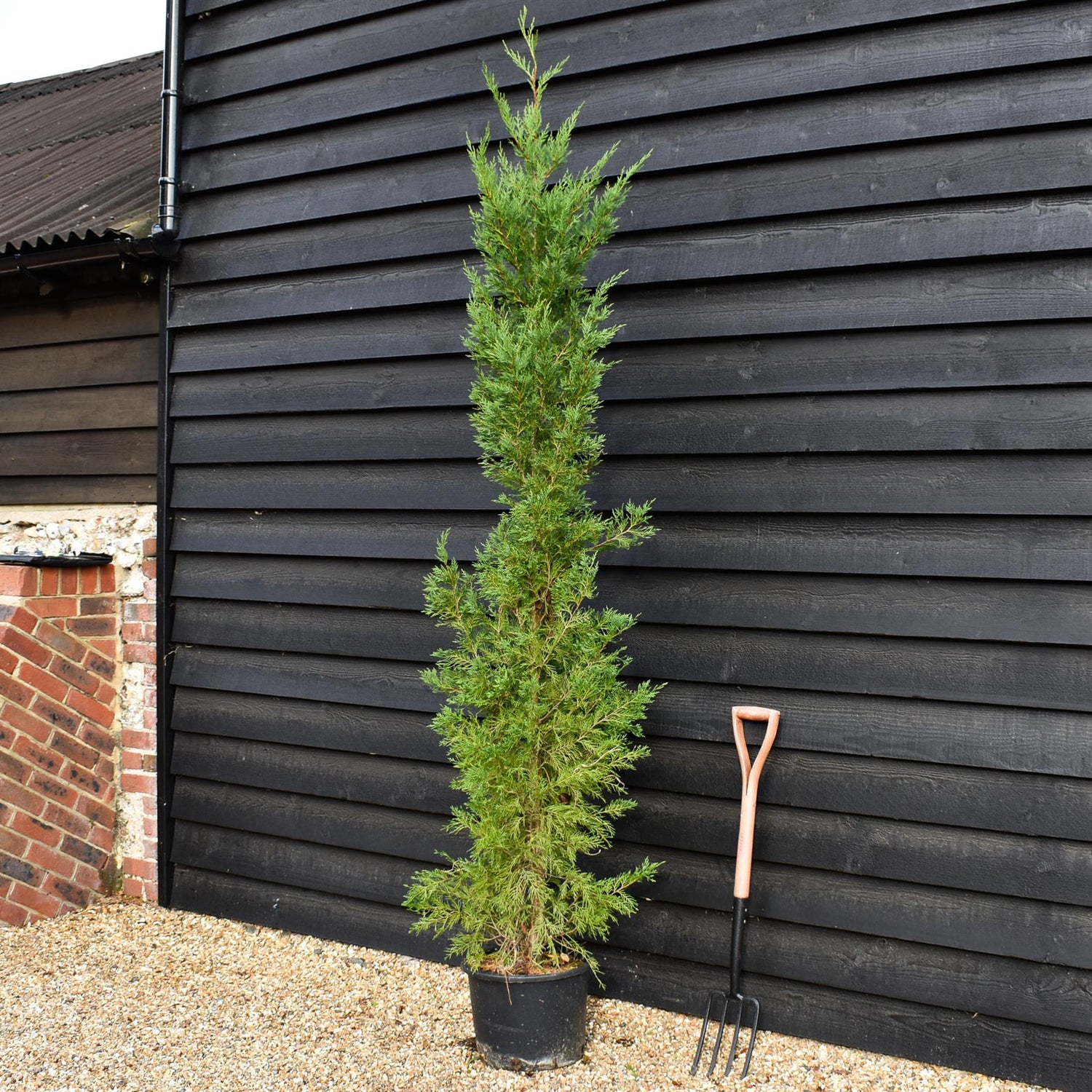 Cupressocyparis x leylandii | Leyland Cypress 2001 - 170-180cm - 30lt