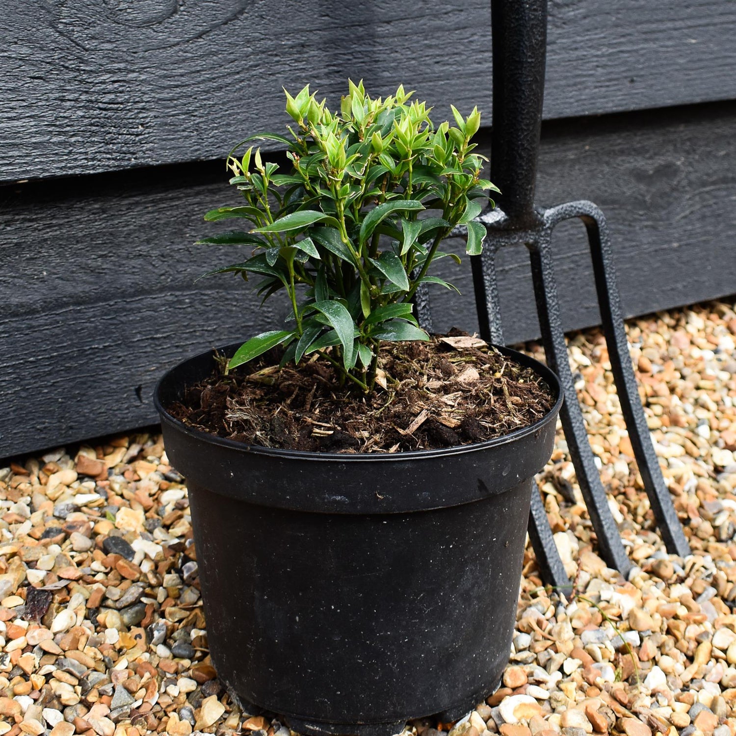 Sweet Box | Sarcococca ruscifolia Dragon Gate - Shrub - Height 15-20cm - 2lt