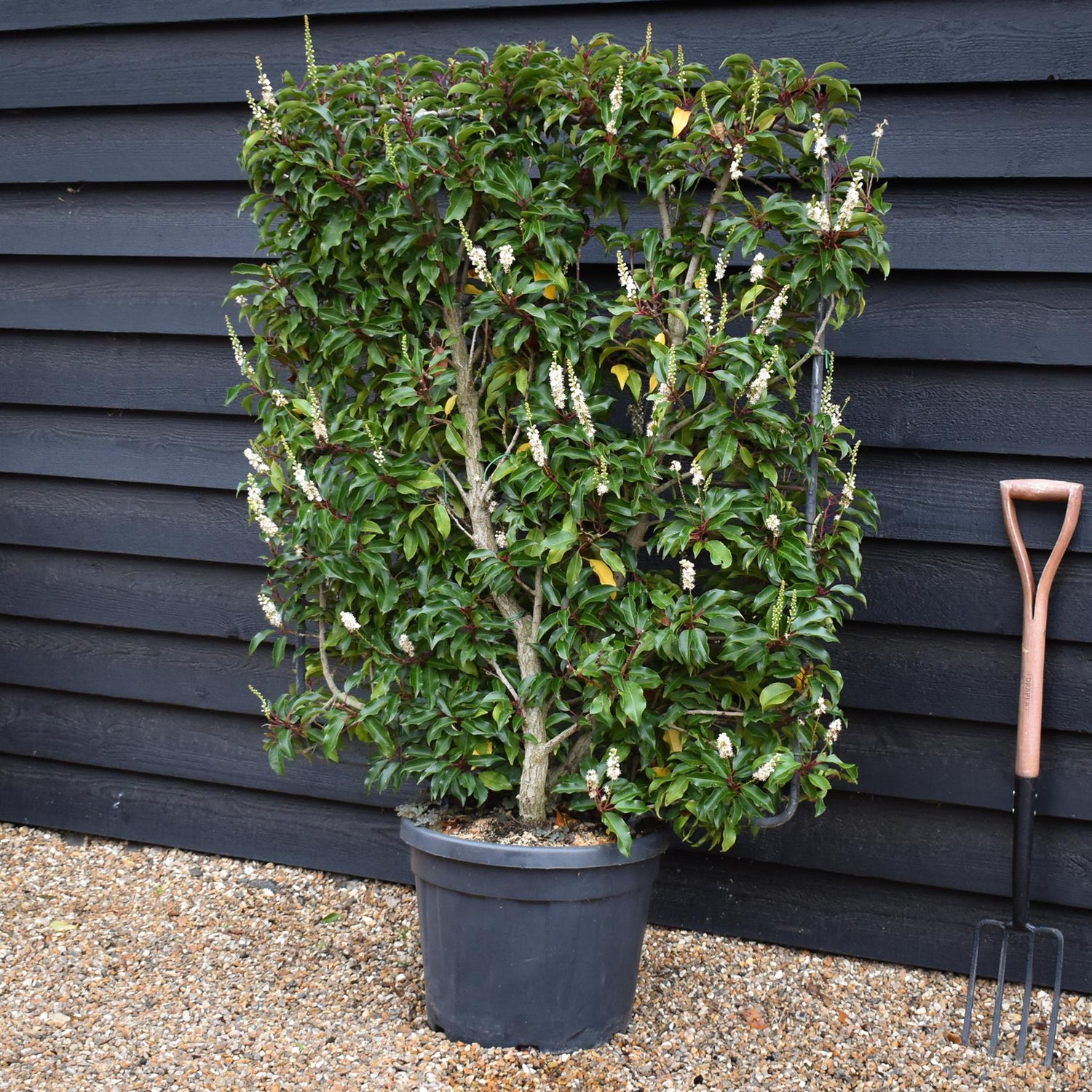 Prunus Lusitanica | Portuguese Laurel Cherry - Frame - 165cm - 45lt
